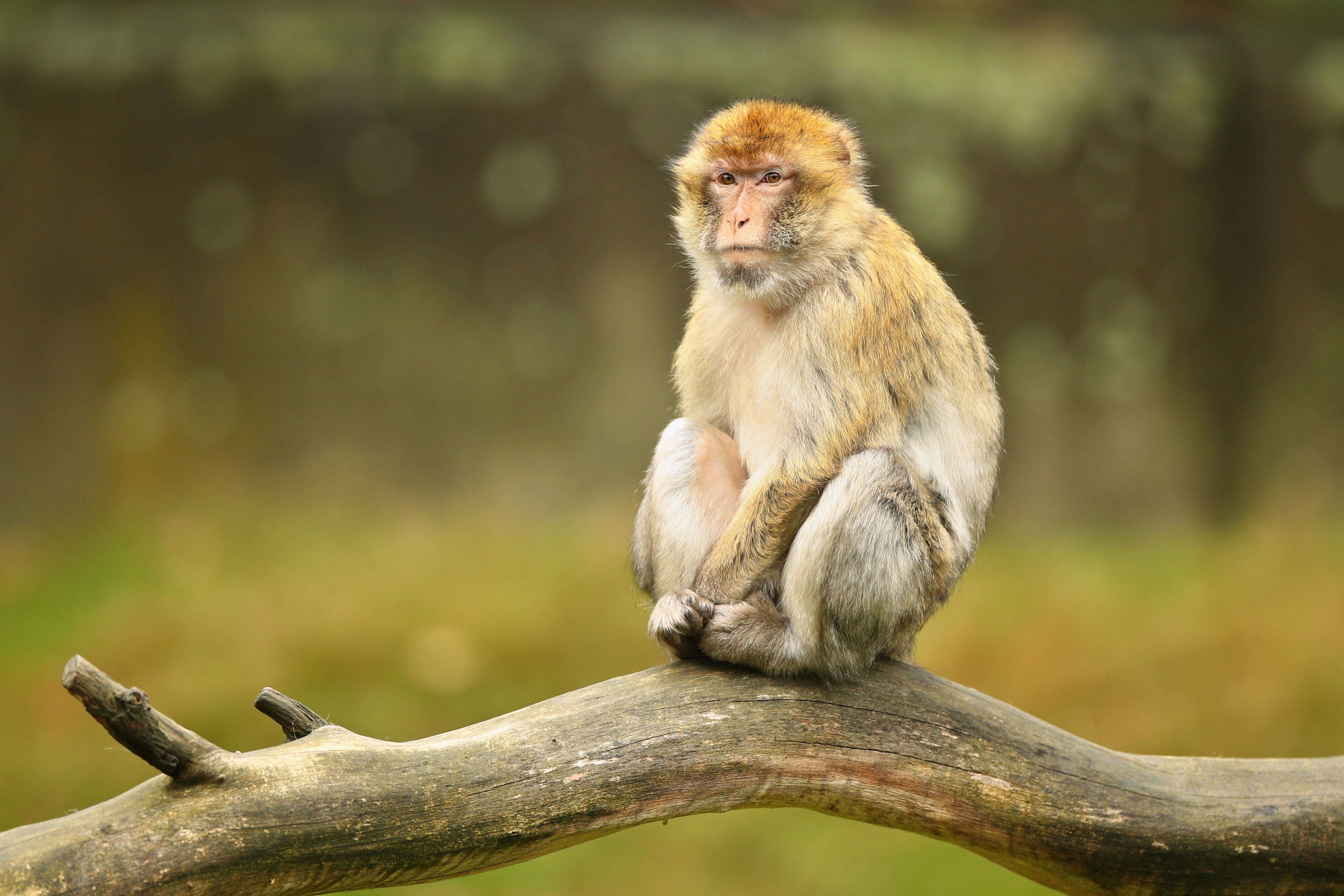 Soñar con monos puede simbolizar tu deseo de ser más creativo (Foto: Freepik)