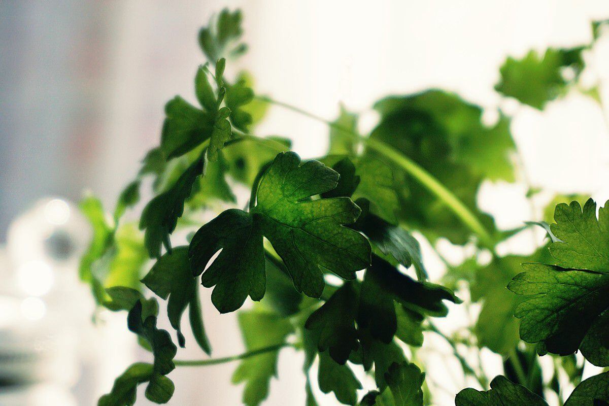 Si has comprado cilantro fresco y no vas a usarlo todo, otra opción para conservarlo más tiempo es congelarlo. (Foto: Pexels)